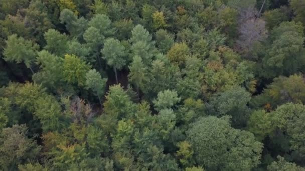 Aerial view of forest in autumn — Stock Video