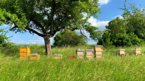 Houten bijenkorven in prachtig landschap met hoog gras en bomen — Stockvideo