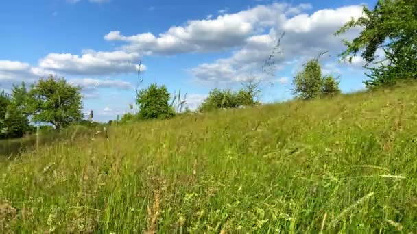 Fenntarthatóság: rovarbarát rét magas fűvel és fákkal a háttérben a nagy kék felhős ég ellen — Stock videók