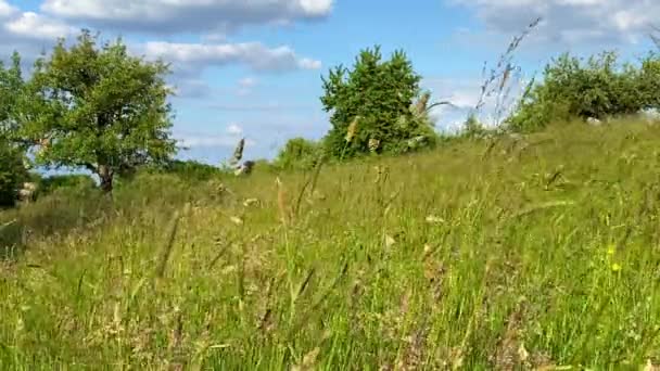Durabilité : prairie propice aux insectes avec de hautes herbes et des arbres en arrière-plan sur un ciel nuageux bleu