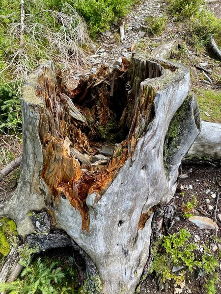 The mouldering stump serving as a residence for termites and other wildlife in the mountains of the skiing region Saalbach-Hinterglemm on a sunny summer day — Stock Photo, Image