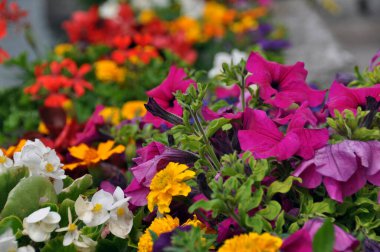 Renkli çiçek tarhı