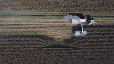 Geniş mısır tarlasında çalışan kombine üzerinde havadan aşağı görüş