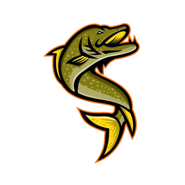 Mascot icon illustration of a Northern pike, Esox, ?Muskellunge, ?Tiger muskellunge or muskie fish viewed from high angle on isolated background in retro style. — Stock Illustration Mascot Icon Illustration Northern Pike Esox Muskellunge Tiger Muskellunge Muskie Vector Graphics