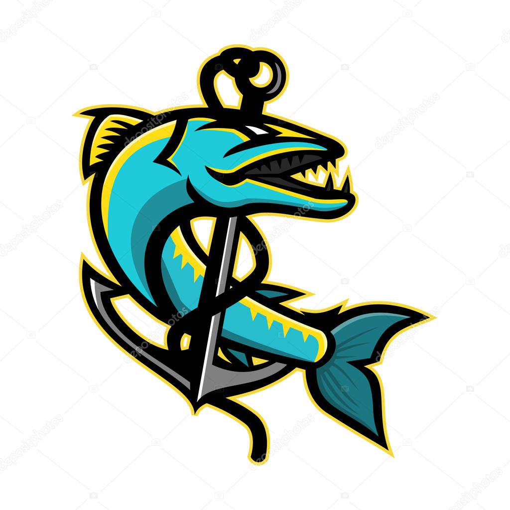 Mascot icon illustration of a great barracuda, a saltwater fish that is snake-like with fearsome appearance and ferocious behaviour, coiling up an anchor on isolated background in retro style.