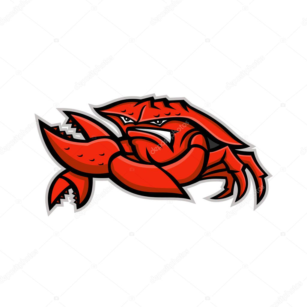 Mascot icon illustration of an angry red king crab or land crab, a decapod crustacean with thick exoskeleton, flexing it's pincer viewed from front on isolated background in retro style.