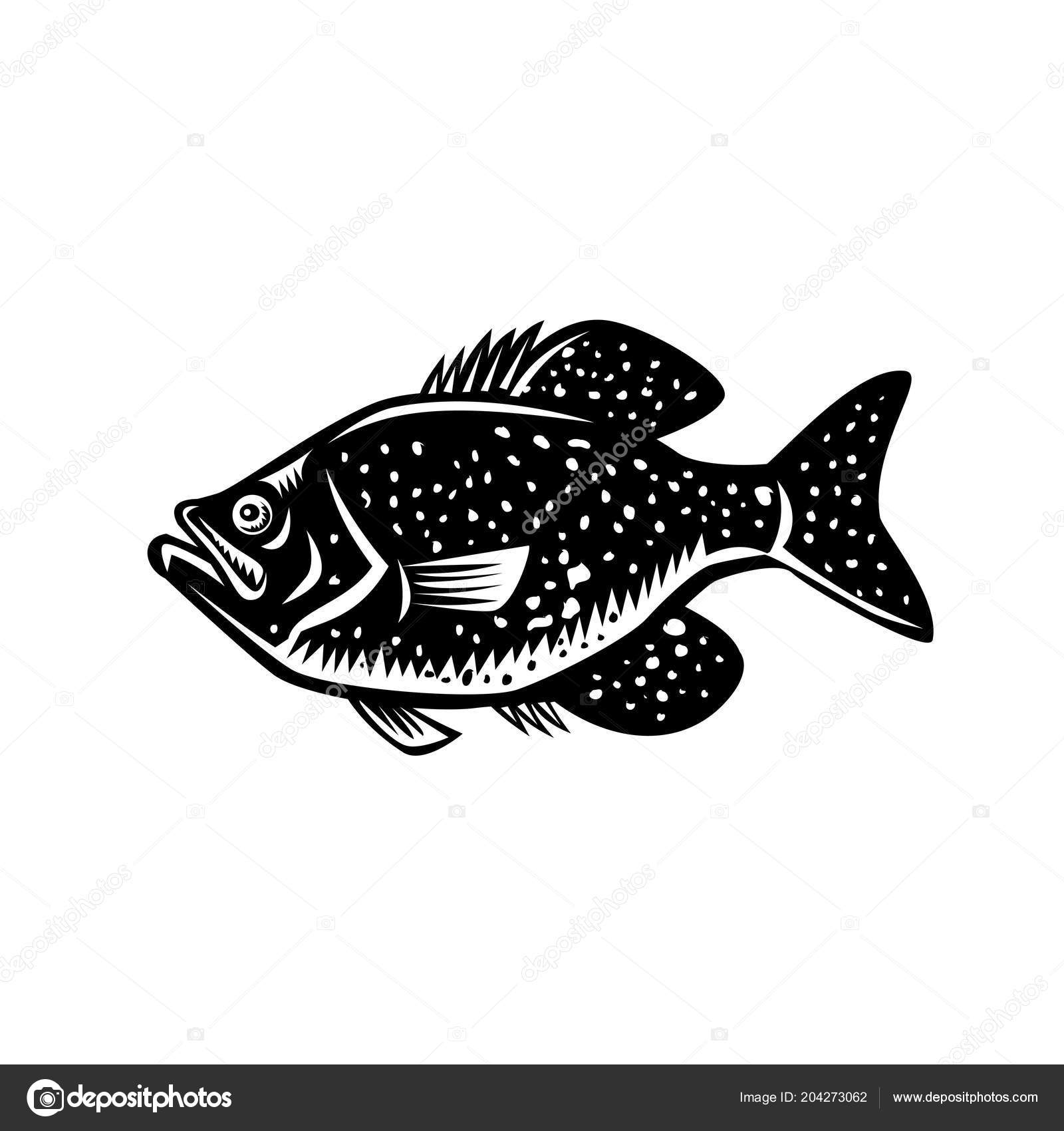 Download 314 Crappie Vectors Free Royalty Free Crappie Vector Images Depositphotos