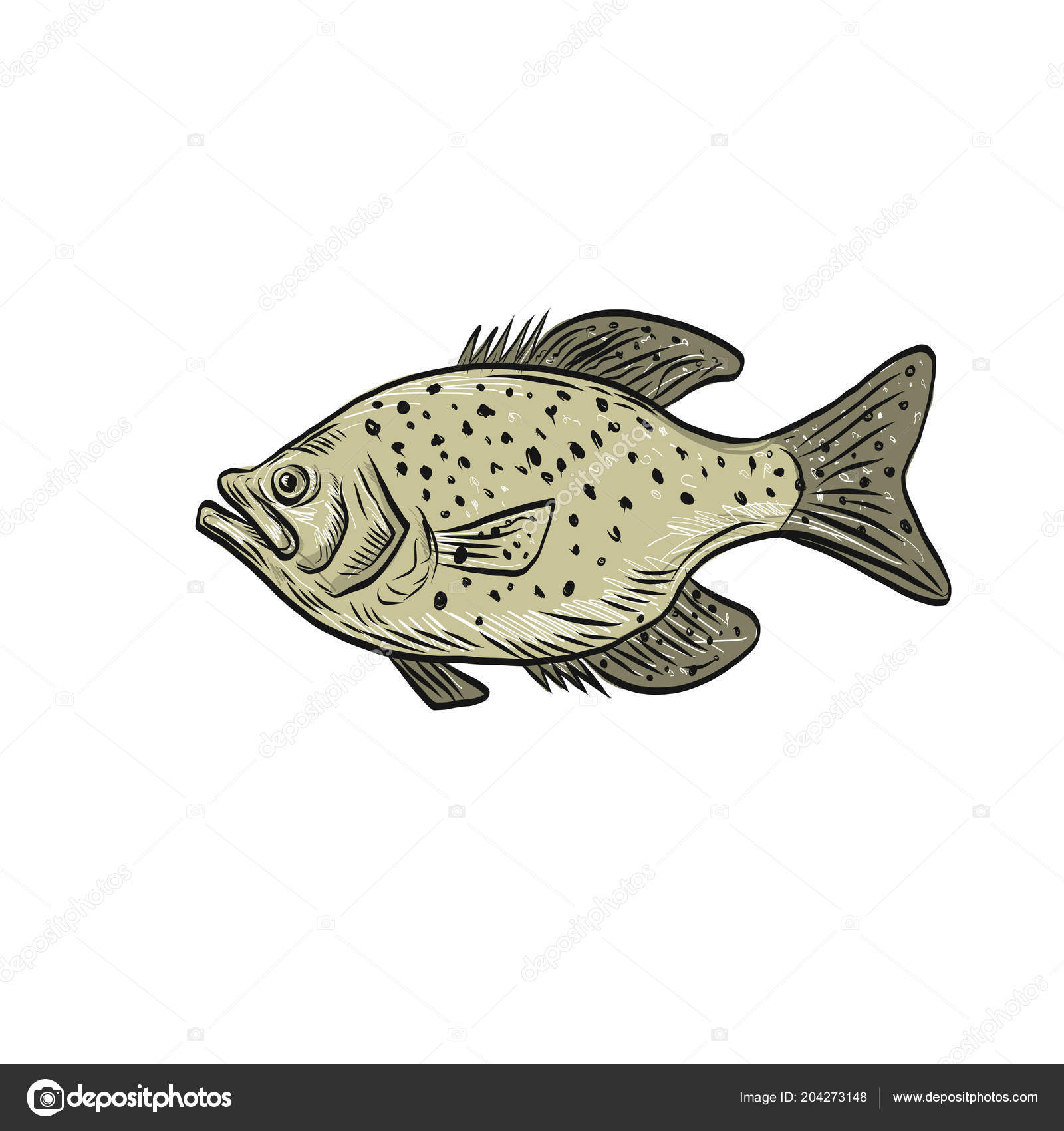 Download 314 Crappie Vectors Free Royalty Free Crappie Vector Images Depositphotos