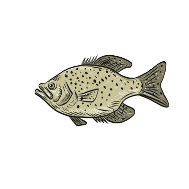 Speckled Perch Free Vector Eps Cdr Ai Svg Vector Illustration Graphic Art
