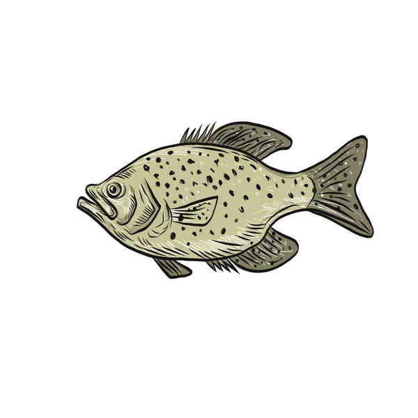 Dessin Illustration Style Croquis Poisson Crapet Bouches Papier Basse Fraise — Image vectorielle