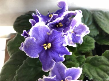 African violet bilinen Saintpaulias, otsu bir çok yıllık çiçekli bitkiler Gesneriaceae üstten Bakınlan Doğu tropikal Afrika'ya yerli ailesindeki bir çiçek fotoğrafı.