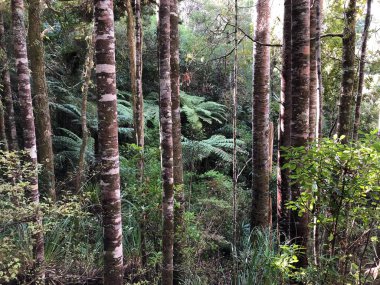 Photo of a forest of Agathis Australis, commonly known by its Maori name kauri tree, a coniferous tree of Araucariaceae in the genus Agathis, found in the northern districts of New Zealand's North Island. clipart