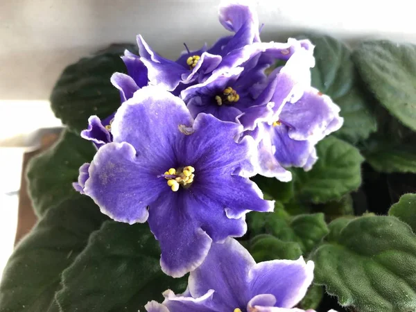 Foto Uma Flor Saintpaulias Vulgarmente Conhecida Como Violeta Africana Uma — Fotografia de Stock