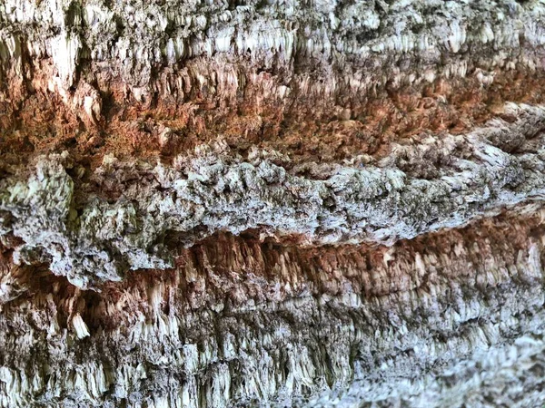 Närbild Bark Stammen Corktree Quercus Suber Korkek Cork Tree Trädet — Stockfoto