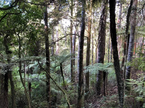 Foto Una Foresta Agathis Australis Comunemente Conosciuta Con Suo Nome — Foto Stock