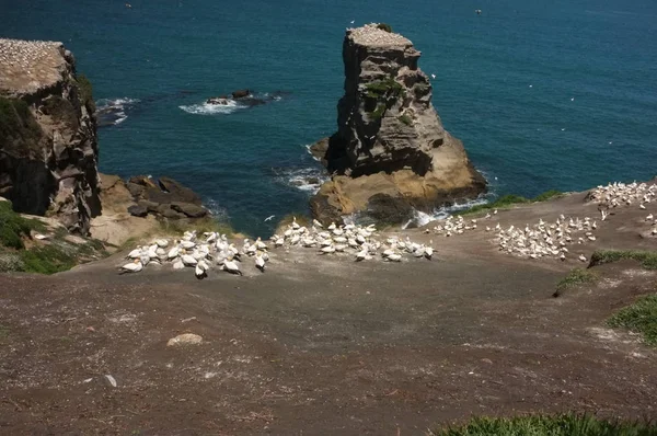 Colony Australasian Gannet Large Mostly Coastal Seabird Predominantly White Plumage — Stock Photo, Image