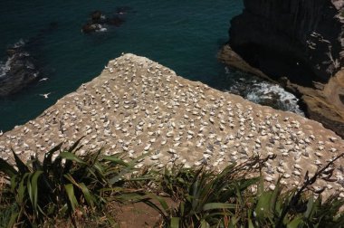 Bir koloni mahmuzlu gannet, büyük bir çoğunlukla kıyı seabird ile ağırlıklı olarak beyaz tüyleri, uzun, kanatlar, uzun boyunlu ve ince vücut şekli, doğurmak ve Waitakere, Yeni Zelanda Muriwai, iç içe geçmiş işaret etti.