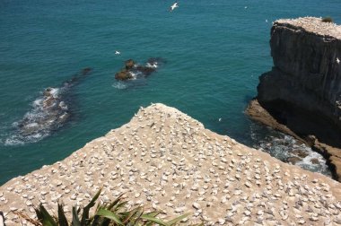 Bir koloni mahmuzlu gannet, büyük bir çoğunlukla kıyı seabird ile ağırlıklı olarak beyaz tüyleri, uzun, kanatlar, uzun boyunlu ve ince vücut şekli, doğurmak ve Waitakere, Yeni Zelanda Muriwai, iç içe geçmiş işaret etti.