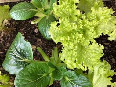 Fotoğraf bir pak choi, Çin lahanası, at nalı kulak, Çin kereviz lahana ve süslü marul bir ev bahçe yetiştirilen lahana ailesinin bir üyesini yukarıdan izlendi.