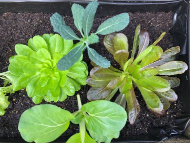 Fotoğraf bir pak choi, Çin lahanası, at nalı kulak, Çin kereviz lahana ve süslü marul bir ev bahçe yetiştirilen lahana ailesinin bir üyesini yukarıdan izlendi.