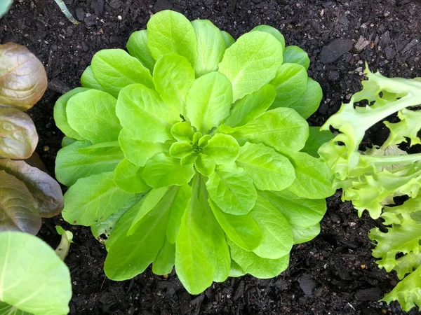 Photo Buttercrunch Butterhead Lettuce Grown Home Garden Viewed Viewed Top — Stock Photo, Image