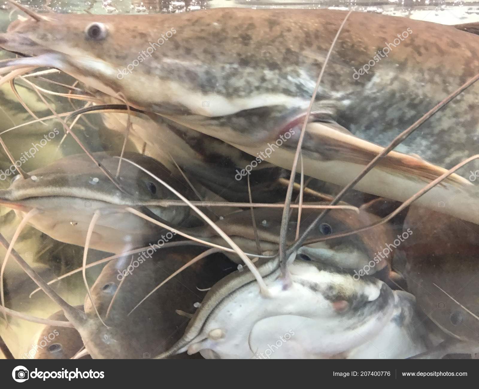 Poisson Chat Marchant Images Libres De Droit Photos De Poisson Chat Marchant Depositphotos Poisson Chat Marchant Images Libres De Droit Photos De Poisson Chat Marchant Depositphotos