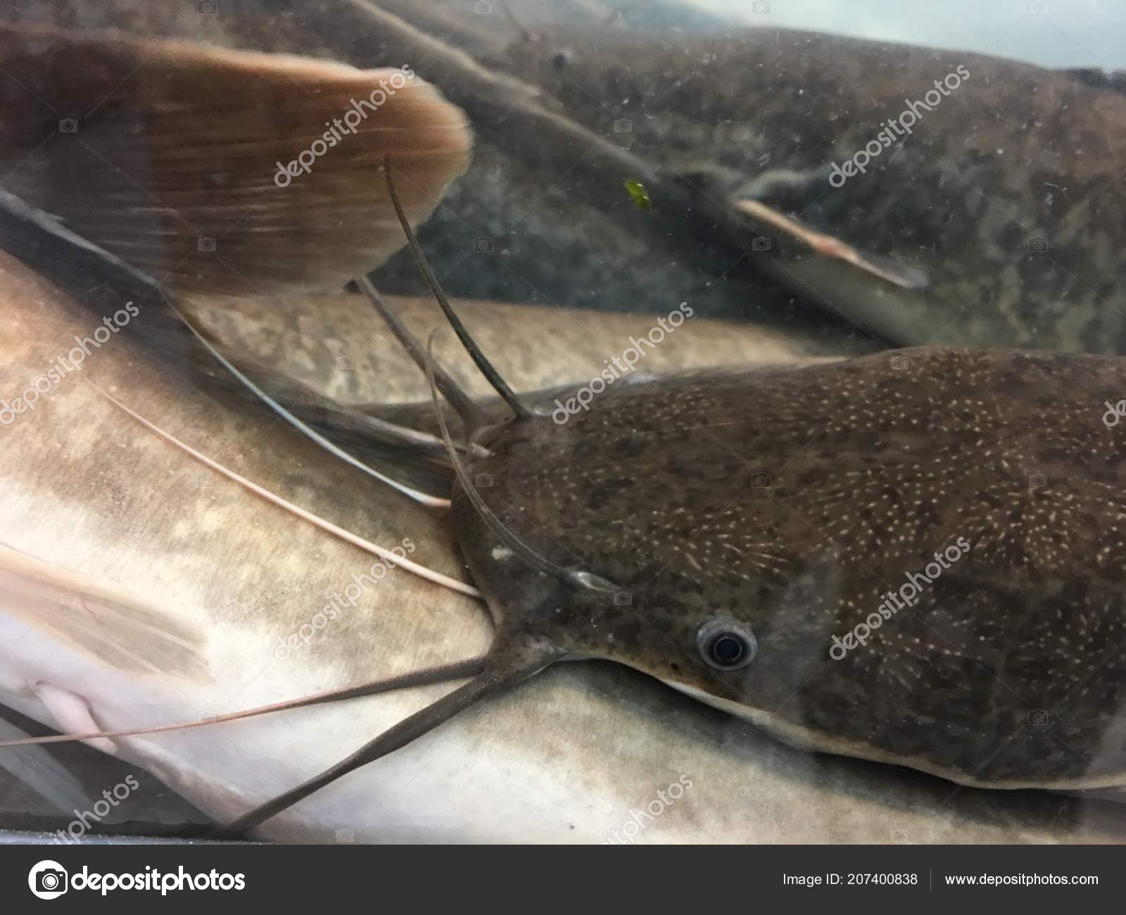Poisson Chat Marchant Images Libres De Droit Photos De Poisson Chat Marchant Depositphotos Poisson Chat Marchant Images Libres De Droit Photos De Poisson Chat Marchant Depositphotos