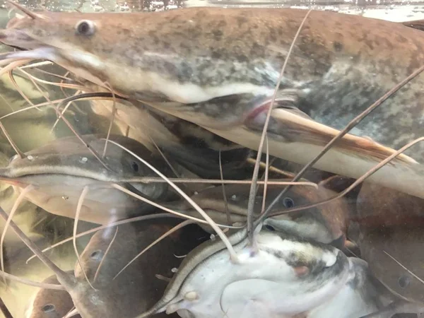 Foto Bagre Caminante Clarias Batrachus Una Especie Bagre Respirador Agua — Foto de Stock