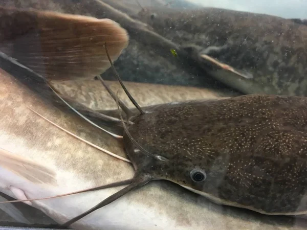 一张行走鲶鱼 胡子胡鲶 的照片 原产于东南亚和菲律宾的淡水吸气式鲶鱼 位于水族馆内 — 图库照片