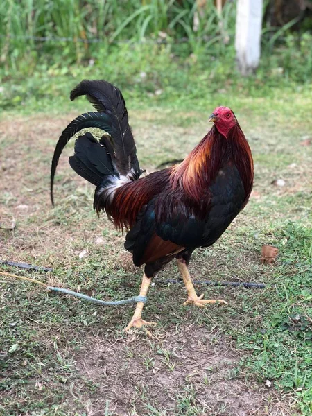 Färgfoto Ung Gsmecock Spelet Höns Eller Gamefowl Tupp Eller Ungtupp — Stockfoto