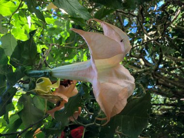 Angel's Trompet veya Brugmansia, odunsu ağaç ya da çalı, sarkık çiçekli ve onların meyve yok dikenleri sahip bitkiler Solanaceae ailesinden yedi türün bir cins çiçek fotoğrafı.