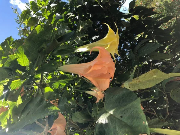 Foto Flor Las Trompetas Ángel Brugmansia Género Siete Especies Plantas — Foto de Stock