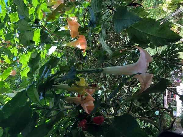 Foto Flor Las Trompetas Ángel Brugmansia Género Siete Especies Plantas — Foto de Stock