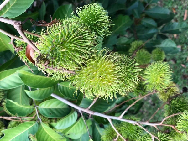 Φωτογραφία Νέοι Πράσινο Και Άγουρο Rambutan Κόκκινο Δαμάσκηνο Μεγέθους Τροπικά — Φωτογραφία Αρχείου