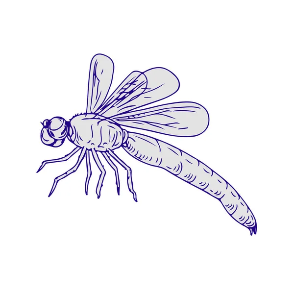 Rysunek Szkic Stylu Ilustracja Dragonfly Trzepotanie Skrzydeł Widok Boku Białym — Wektor stockowy