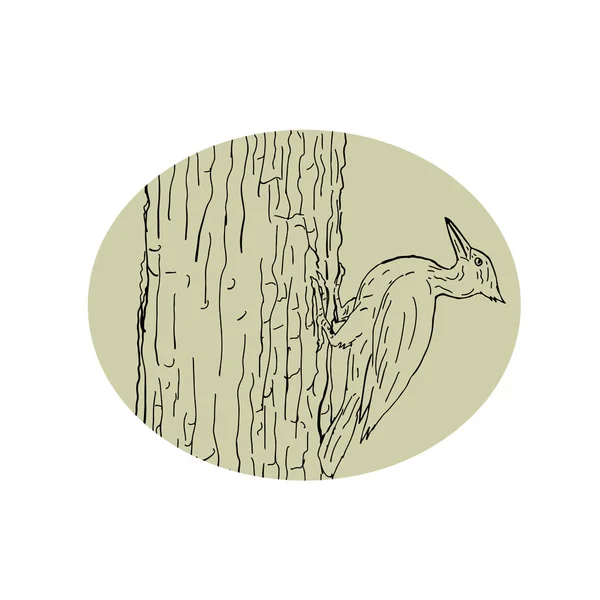 Dibujo Ilustración Pájaro Carpintero Picoteando Tronco Del Árbol Visto Desde — Vector de stock