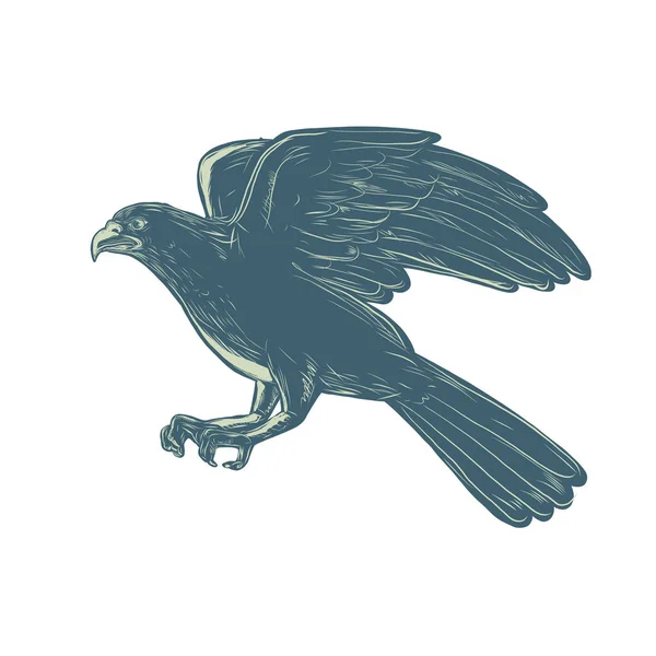 ったら鳥オオタカ ハイタカ 孤立の背景に Scraperboard 側を飛んでで中型大型猛禽のイラスト — ストックベクタ