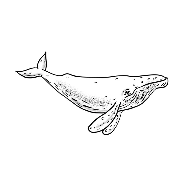 Hosszúszárnyú bálna rajz oldalán — Stock Vector