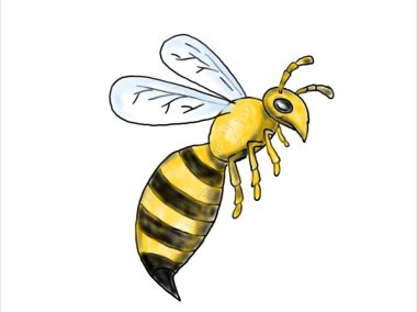 2d animasyon hareketli grafikler, bir bal arısı çizimi gösterilen her yan beyaz zemin üzerine bal arısı veya bumble bee uçan bakıldığında.