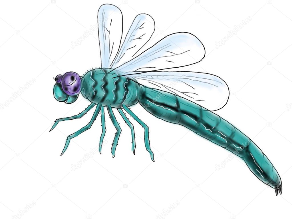 2d Animation motion graphics showing a drawing of a dragonfly flying side in color on white background.