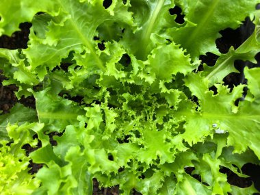 Close-up photo of an organic green curled or curly lettuce of endive variety viewed from top planted in urban home garden. clipart