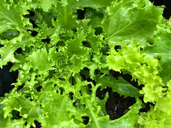 Lähikuva Kuva Orgaaninen Vihreä Kiertynyt Tai Kihara Salaatti Endiivi Lajike — kuvapankkivalokuva