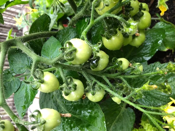 Kuva Orgaanisen Vihreän Sydämen Muotoinen Perintökalleus Tomaatti Hedelmäkasvi Istutettu Kaupunkien — kuvapankkivalokuva