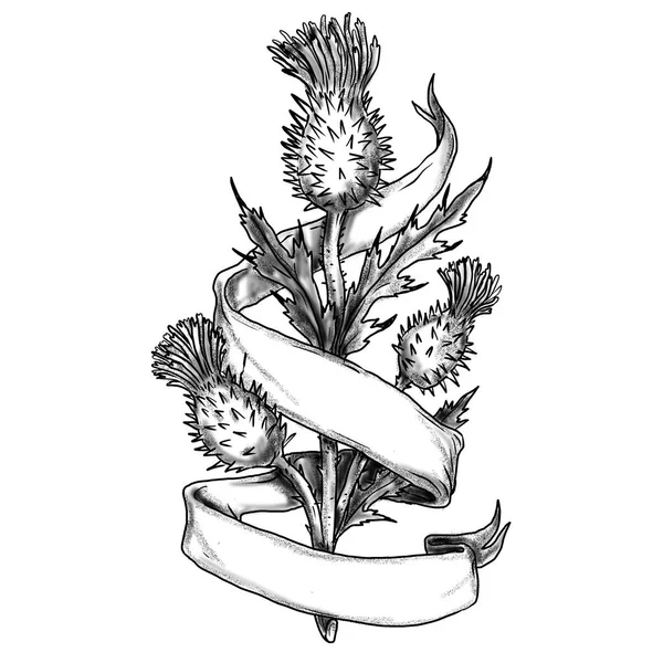 Sketch Drawing Sketch Style Illustration Scottish Scotch Thistle Ribbon Scroll — Stock Photo, Image