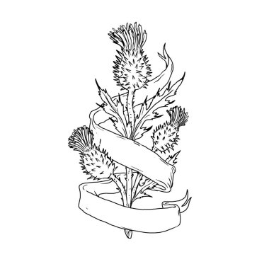 Bir İskoç thistle izole beyaz zemin üzerine şerit veya kaydırma şal-çevrede ile çizim kroki tarzı gösteren resim.
