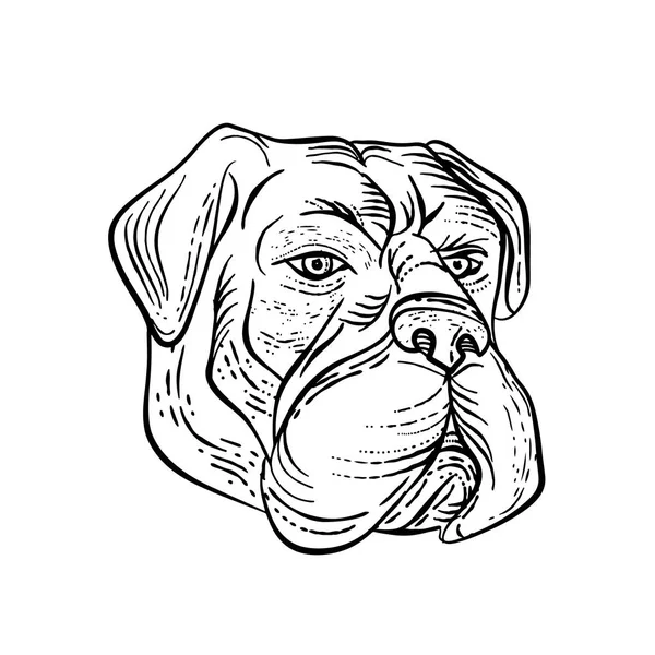 Bullmastiff Head Black and White Etching — Stock Vector