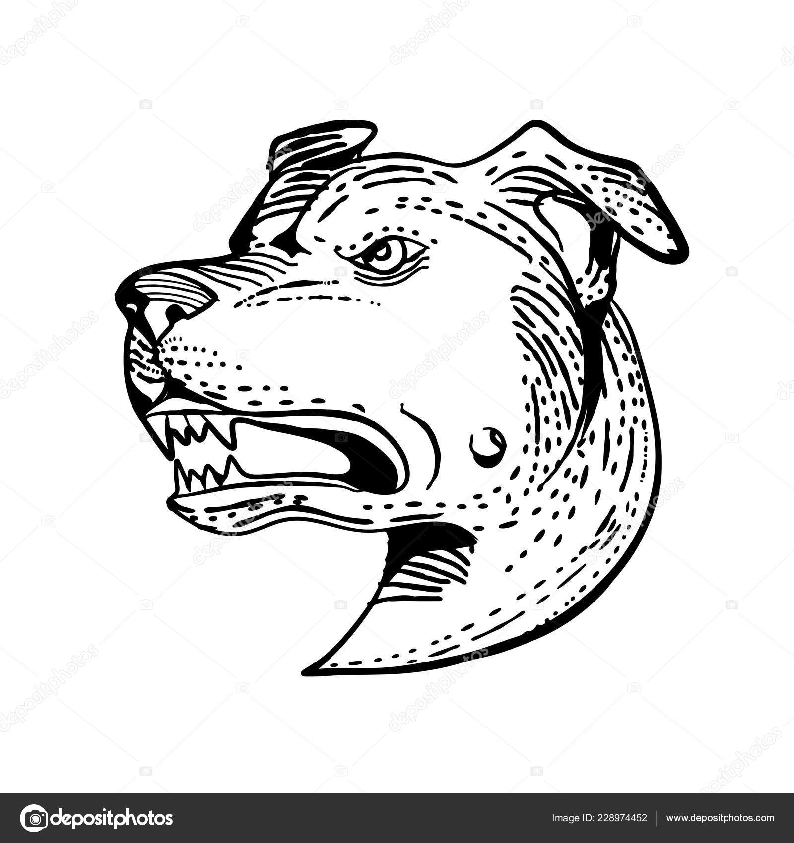 Gravure Illustration Style Tête Une Colère American