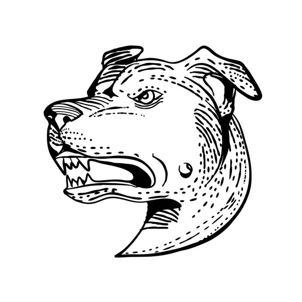 一个愤怒的美国斯塔福德郡特里尔 Am斯塔夫 斯塔维或斯塔菲的头的蚀刻风格的说明 一个中型 短涂层狗品种做剪贴板风格的剪贴板在黑色和白色 — 图库矢量图片