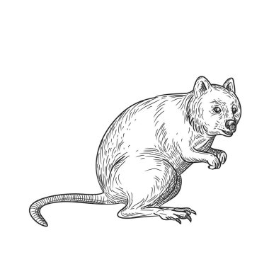 Batı Avustralya 'ya özgü siyah beyaz arka planda küçük bir makropod keseli olan Setonix brachyurus, bir quokka' nın çizim stili çizimi..