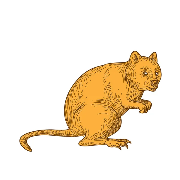一种原产于澳大利亚西部的小型大型食用动物 颜色为孤立的白色背景 图上画的是宽角龙Setonix Brachyurus的草图风格 — 图库矢量图片